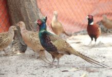 Các loại chim trĩ. Nên nuôi chim trĩ đỏ, trĩ xanh hay chim trĩ 7 màu? Các giống chim trĩ. Nên nuôi chim trĩ đỏ, trĩ xanh hay chim trĩ 7 màu?