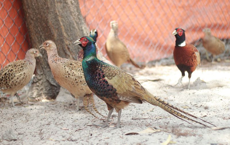 Trang trại Thái Nguyễn Chuyên cung cấp chim trĩ giống bảy màu, gà cảnh -  Rao vặt mua bán địa ốc BDS thời trang