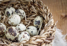 Cách nuôi chim cút đẻ trứng. Làm giàu từ mô hình nuôi chim cút sinh sản Cách nuôi chim cút đẻ trứng. Mô hình nuôi chim cút sinh sản làm giàu