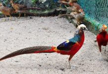 Hướng dẫn kỹ thuật nuôi chim trĩ sinh sản năng suất cao Kỹ thuật nuôi chim trĩ sinh sản. Chim trĩ ăn gì? Thức ăn cho chim trĩ