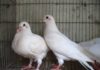 Giống chim bồ câu Pháp. Địa chỉ bán bán bồ câu Pháp giống uy tín Chim bồ câu Pháp. Địa chỉ bán bán bồ câu Pháp giống uy tín ở 3 miền