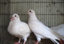 Giống chim bồ câu Pháp. Địa chỉ bán bán bồ câu Pháp giống uy tín Chim bồ câu Pháp. Địa chỉ bán bán bồ câu Pháp giống uy tín ở 3 miền