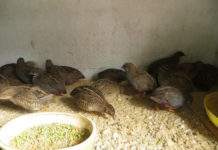 Nên cho chim cút ăn gì? Các loại thức ăn cho chim cút theo từng giai đoạn Chim cút ăn gì? Thức ăn cho chim cút đẻ trứng, chim cút thịt và cút con