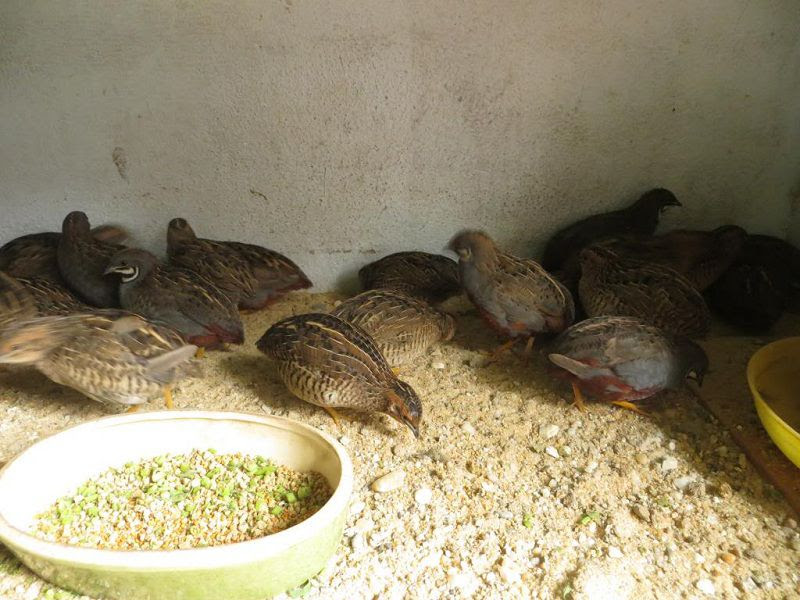 Chim cút ăn gì? Thức ăn cho chim cút đẻ trứng, chim cút thịt và cút con