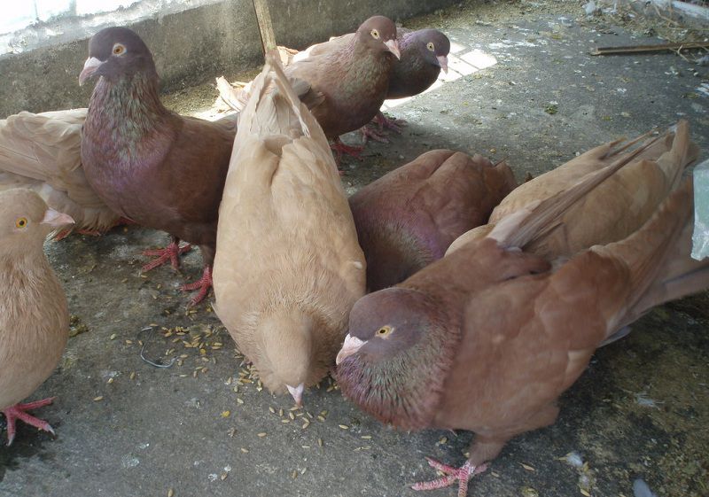 Giá bồ câu gà giống. Giá bán bồ câu gà Pháp, Mỹ ở Hà Nội & TPHCM