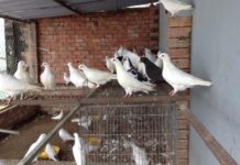 Bồ câu Pháp giá bao nhiêu? Chi tiết giá bồ câu Pháp giống và thịt hiện nay Bồ câu Pháp giá bao nhiêu? Giá bồ câu Pháp giống và thịt hiện nay