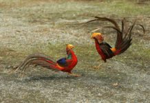 Giá chim trĩ đỏ, chim trĩ xanh giống. Trang trại bán chim trĩ giống Giá chim trĩ đỏ, chim trĩ xanh giống. Trại mua bán chim trĩ giống