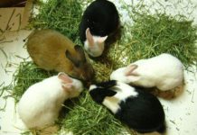 Các giống thỏ ở Việt Nam. Giá thỏ giống và thỏ thịt các giống hiện nay Các giống thỏ ở Việt Nam. Giá thỏ giống và thỏ thịt các giống hiện nay