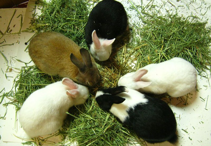 Các giống thỏ ở Việt Nam. Giá thỏ giống và thỏ thịt các giống hiện nay