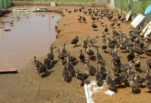 Giá bán vịt trời giống & vịt trời thịt. Các giống vịt trời phổ biến ở Việt Nam Giá bán vịt trời giống & vịt trời thịt. Các giống vịt trời phổ biến ở Việt Nam