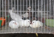 Cách nuôi bồ câu Pháp. Mô hình & Kỹ thuật nuôi chim bồ câu Pháp Cách nuôi bồ câu Pháp. Mô hình & Kỹ thuật nuôi chim bồ câu Pháp