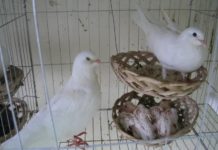 Kỹ thuật nuôi bồ câu Pháp sinh sản: Chọn chim giống, thức ăn & chuồng nuôi Kỹ thuật nuôi bồ câu Pháp sinh sản. Cách nuôi bồ câu Pháp sinh sản