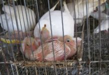 Bồ câu đạp mái bao lâu thì đẻ? Chim bồ câu ấp bao nhiêu ngày thì nở? Bồ câu đạp mái bao lâu thì đẻ? Chim bồ câu ấp bao nhiêu ngày thì nở?