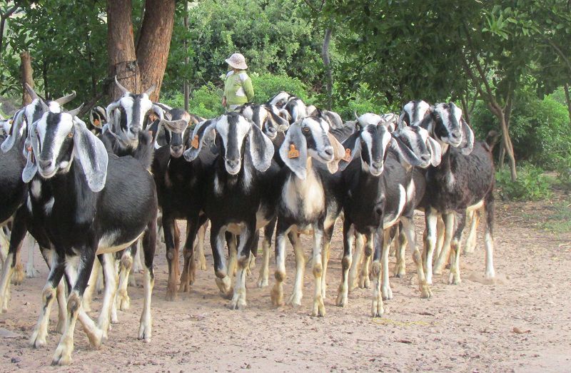 Kỹ thuật nuôi dê Bách Thảo. Giá dê Bách Thảo giống và thịt hiện nay