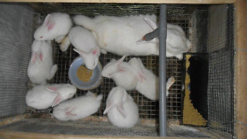 Kỹ thuật nuôi thỏ sinh sản. Cách nuôi thỏ con và thỏ mẹ sau khi sinh