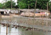 Kỹ thuật nuôi vịt trời thịt: Thức ăn cho vịt trời. Cách làm chuồng nuôi vịt trời Kỹ thuật nuôi vịt trời thịt: Thức ăn cho vịt trời. Cách làm chuồng nuôi vịt trời