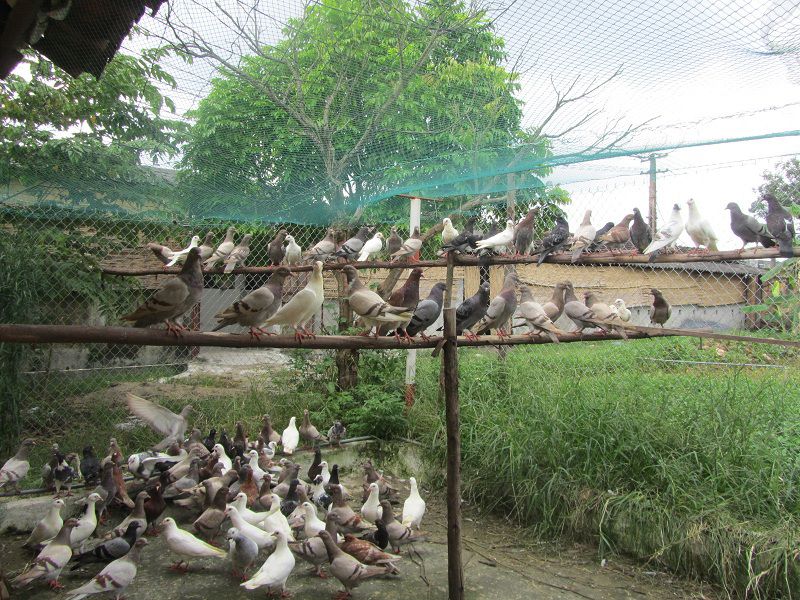 Nuôi chim bồ câu làm giàu. Mô hình làm giàu từ chăn nuôi chim bồ câu