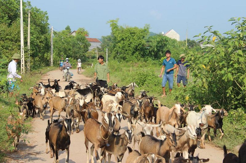 Phát triển nuôi dê hàng hóa ở Ta Liết Sơn La