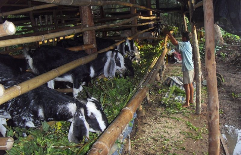 Mô hình và kỹ thuật nuôi dê sinh sản, nuôi dê lấy thịt và lấy sữa