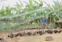 Mô hình nuôi vịt trời làm giàu. Vốn đầu tư, lợi nhuận từ trang trại nuôi vịt trời Mô hình nuôi vịt trời làm giàu. Vốn đầu tư trang trại nuôi vịt trời