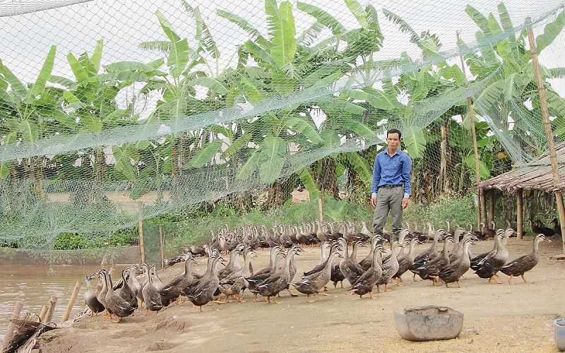 Mô hình nuôi vịt trời làm giàu. Vốn đầu tư trang trại nuôi vịt trời