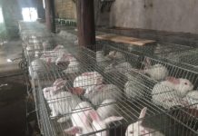 Cho thỏ ăn gì? Các loại thức ăn cho thỏ. Thức ăn nuôi thỏ thịt và thỏ sinh sản Cho thỏ ăn gì? Các loại thức ăn cho thỏ. Thức ăn nuôi thỏ thịt & sinh sản