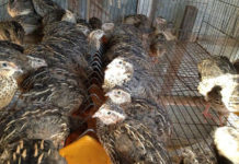 Chuồng nuôi chim cút. Kỹ thuật làm chuồng nuôi chim cút khoa học Chuồng nuôi chim cút. Kỹ thuật làm chuồng nuôi chim cút khoa học