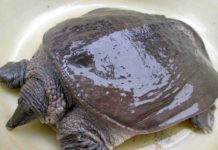 Giá cua đinh giống, thịt. Kỹ thuật nuôi cua đinh năng suất cao Giá cua đinh giống & thịt. Kỹ thuật nuôi cua đinh. Nơi bán cua đinh giống