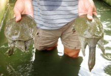 Giống ba ba gai & ba ba trơn. Giá ba ba giống & ba ba thịt hiện nay Giống ba ba gai & ba ba trơn. Giá ba ba giống & ba ba thịt hiện nay