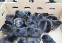 Giá gà H’mông giống. Trang trại mua bán gà H’mông giống uy tín Giá gà H'mông giống. Trang trại mua bán gà H'mông giống thuần chủng