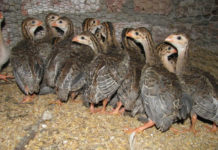 Giá gà sao giống và thịt. Trang trại bán gà sao giống trên cả nước Giá gà sao giống và thịt. Trang trại bán gà sao giống trên cả nước