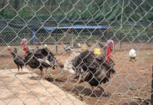 Giá gà tây giống, gà tây thịt. Trang trại bán gà tây giống ở Hà Nội, TPHCM Giá gà tây giống, gà tây thịt. Mua bán gà tây giống ở Hà Nội, TPHCM