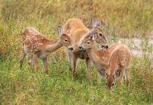 Mua hươu giống ở đâu? Giá hươu giống & Giá nhung hươu tươi hiện nay Giá hươu giống. Giá nhung hươu. Trang trại mua bán hươu giống