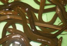 Giá lươn giống & giá lươn thịt. Địa điểm bán lươn giống miền Bắc & Nam Giá lươn giống & giá lươn thịt. Địa điểm bán lươn giống miền Bắc & Nam