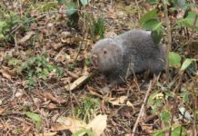 Giá dúi giống, giá dúi thịt hiện nay. Mua bán dúi giống tại Hà Nội, TPHCM Giá dúi giống & dúi thịt hiện nay. Mua bán dúi giống tại Hà Nội & TPHCM