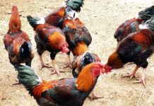 Giá gà hồ giống và thịt. Trang trại bán gà hồ giống uy tín Giá gà hồ giống. Mua gà hồ giống. Trang trại bán gà hồ giống uy tín