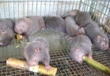 Kỹ thuật nuôi dúi sinh sản. Cách nuôi dúi sinh sản năng suất cao Kỹ thuật nuôi dúi sinh sản. Cách nuôi dúi sinh sản năng suất cao