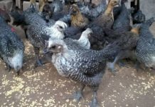 Mô hình nuôi gà H’mông. Kỹ thuật nuôi gà H’mông thương phẩm Giống gà H'mông thuần chủng. Mô hình & Kỹ thuật nuôi gà H'mông