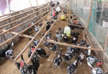 Hướng dẫn kỹ thuật nuôi gà quý phi hướng thương phẩm Kỹ thuật nuôi gà quý phi thuần chủng. Thức ăn cho gà quý phi