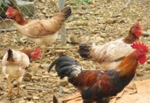 Hướng dẫn kỹ thuật nuôi gà ri thương phẩm Kỹ thuật nuôi gà ri thịt. Thức ăn cho gà ri. Cách làm chuồng nuôi gà ri