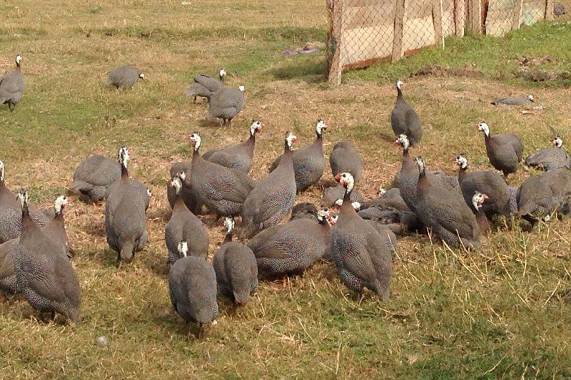 Kỹ thuật nuôi gà sao. Cách nuôi gà sao khoa học cho năng suất cao