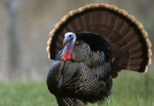 Hướng dẫn mô hình, kỹ thuật nuôi gà tây cho năng suất cao Kỹ thuật nuôi gà tây. Thức ăn cho gà tây. Cách làm chuồng nuôi gà tây