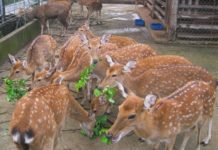 Hướng dẫn kỹ thuật nuôi hươu sao lấy nhung Kỹ thuật nuôi hươu sao lấy nhung. Chuồng nuôi, thức ăn cho hươu sao