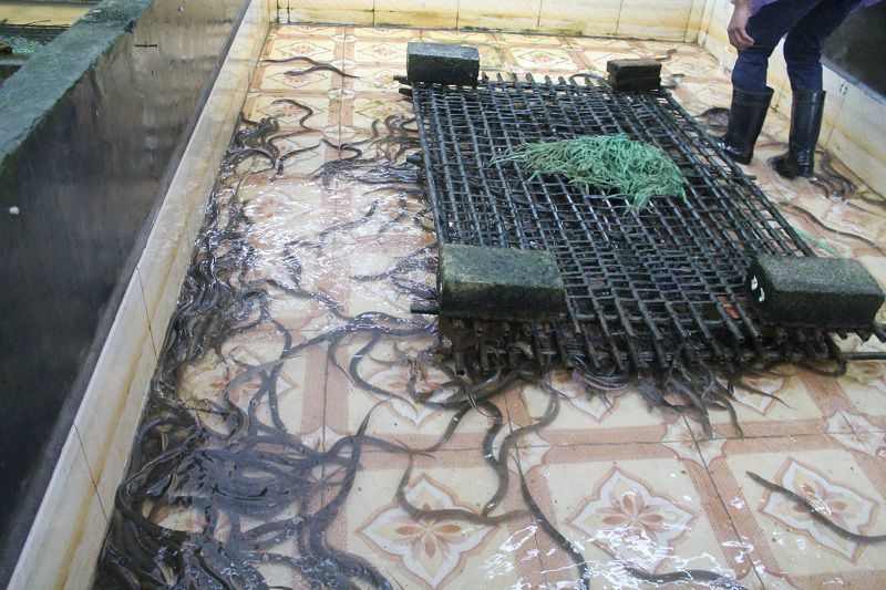 Kỹ thuật nuôi lươn không bùn. Cách nuôi lươn không bùn trong bể xi măng