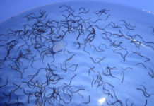 Kỹ thuật nuôi lươn sinh sản. Kinh nghiệm sản xuất lươn giống năng suất Kỹ thuật nuôi lươn sinh sản. Kinh nghiệm sản xuất lươn giống