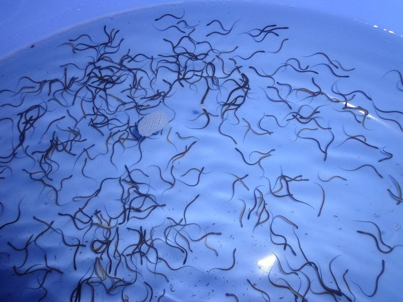 Kỹ thuật nuôi lươn sinh sản. Kinh nghiệm sản xuất lươn giống