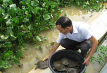 Mô hình nuôi ba ba làm giàu. Nông dân làm giàu nhờ nuôi ba ba Làm giàu bền vững từ con ba ba. Mô hình làm giàu từ nuôi ba ba