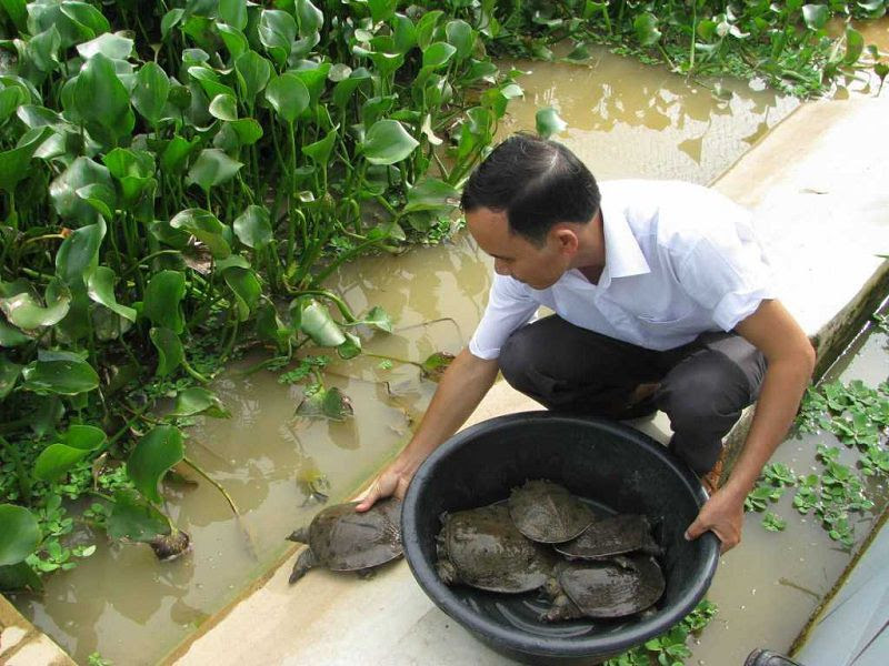 Mô hình nuôi ba ba làm giàu. Nông dân trở thành tỷ phú từ con ba ba