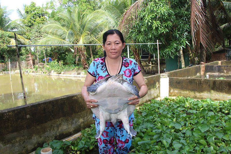 Kỹ thuật nuôi ba ba trong bể xi măng. Nên cho ba ba ăn gì theo từng giai đoạn?