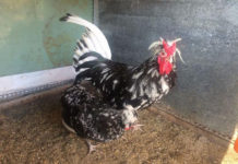 Giá gà Quý Phi giống. Trang trại bán gà quý phi giống ở TPHCM, Hà Nội Giá gà quý phi giống. Mua bán gà quý phi giống ở Hà Nội, TPHCM